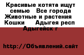 Красивые котята ищут семью - Все города Животные и растения » Кошки   . Адыгея респ.,Адыгейск г.
